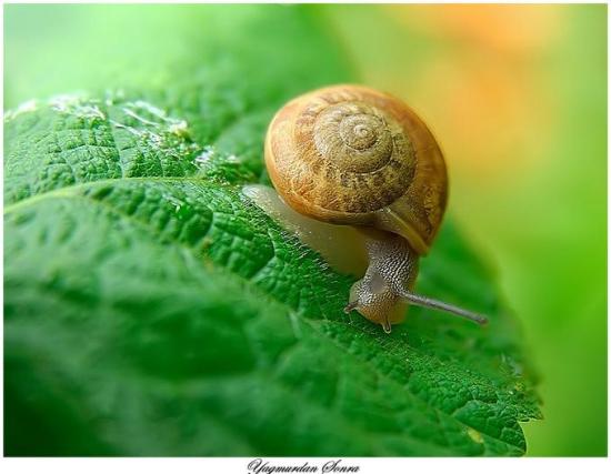 蜗牛的视觉 xin_0707042111014531367914.jpg