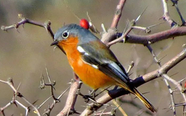 贺兰山国家森林公园推出“限量观鸟卡”